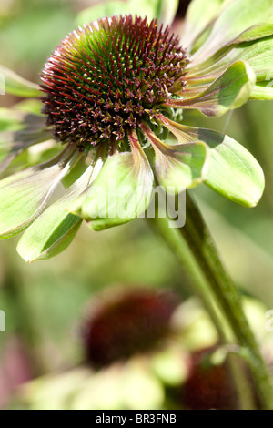 Echinacea 'Verde invidia' Foto Stock