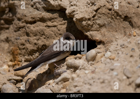 Uferschwalbe, Sand Martin Riparia Riparia seduti al foro di allevamento, Baviera, Germania Foto Stock