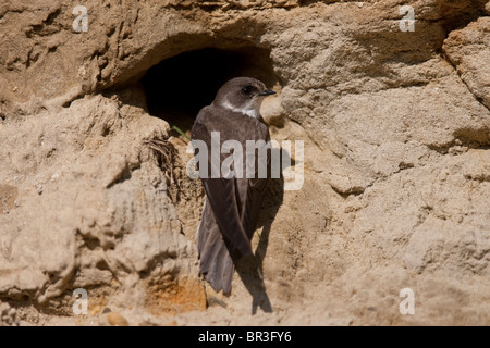 Uferschwalbe, Sand Martin Riparia Riparia, seduti di fronte scavano, Baviera, Germania Foto Stock