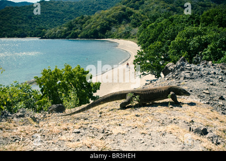 Un drago di Komodo camminando sulla riva di una remota isola. Foto Stock