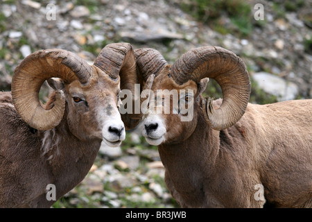 Wild Bighorn Rams nelle Montagne Rocciose Canadesi Foto Stock