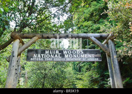 Redwood foresta di Muir Woods National Monument. Foto Stock