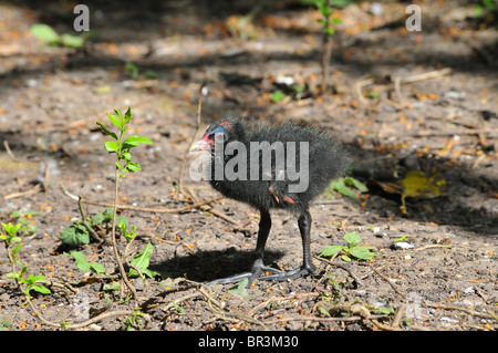 Pulcino Moorhen passeggiate Foto Stock