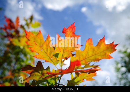 Colorati di foglie di autunno . Foto Stock