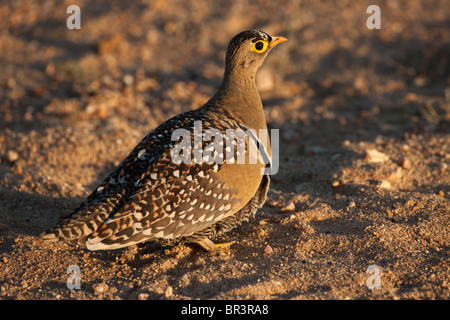 Doppio Sandgrouse nastrati nel Parco Nazionale di Kruger, Sud Africa Foto Stock