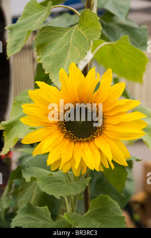 Girasole di grandi dimensioni in piena fioritura, in botanica chiamato Helianthus annuus Foto Stock