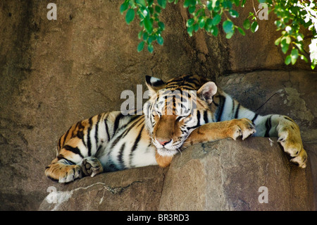 Una tigre prendendo un pisolino su una roccia. Foto Stock