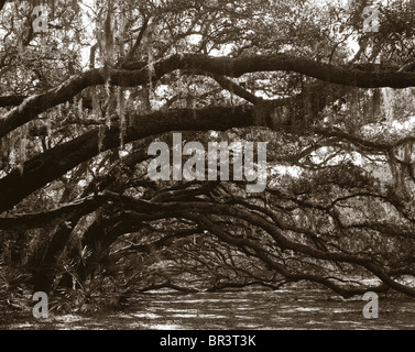 Il nodose live oak arti telo sopra la sabbia in una incontaminata foresta marittima su GeorgiaÕs southernmost isola barriera, Cumberlan Foto Stock