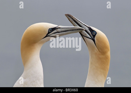Northern Gannet corteggiamento coppia Foto Stock