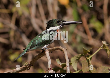 Amazon Kingfisher Foto Stock