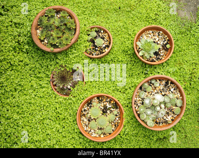 Sempervivum copernicia (Semprevivo) e Soleirolia soleirolii (Mind-Your-Own-Business) Foto Stock