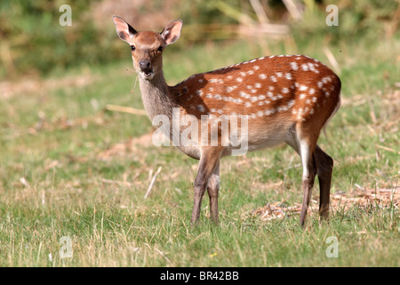 Cervi Sika, Cervus nippon, singolo cervi, Settembre 2010 Foto Stock