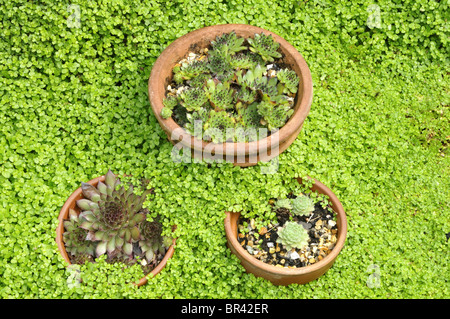 Sempervivum copernicia (Semprevivo) e Soleirolia soleirolii (Mind-Your-Own-Business) Foto Stock