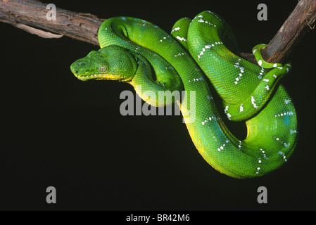 Emerald Tree Boa Constrictor Corallus caninus America del Sud Foto Stock