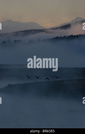Quattro gli uccelli volare oltre il fiume Yellowstone che corre attraverso la valle di Hayden nel Parco Nazionale di Yellowstone, Wyoming. Foto Stock