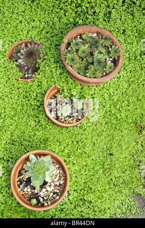 Sempervivum copernicia (Semprevivo) e Soleirolia soleirolii (Mind-Your-Own-Business) Foto Stock