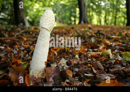 Stinkhorn comune Phallus impudicus prese a Dibbinsdale LNR, Wirral, Regno Unito Foto Stock