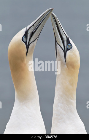 Northern Gannet corteggiamento Foto Stock