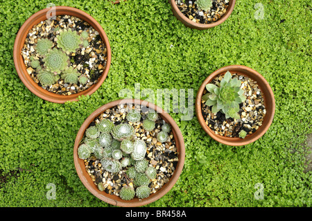 Sempervivum copernicia (Semprevivo) e Soleirolia soleirolii (Mind-Your-Own-Business) Foto Stock