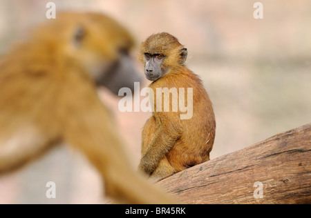 Due Guinea babbuini (Papio papio) nella struttura ad albero Foto Stock