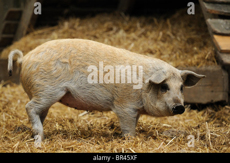 Maiale di Mangalica Foto Stock