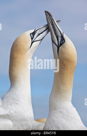 Northern Gannet corteggiamento coppia - visualizzazione Foto Stock
