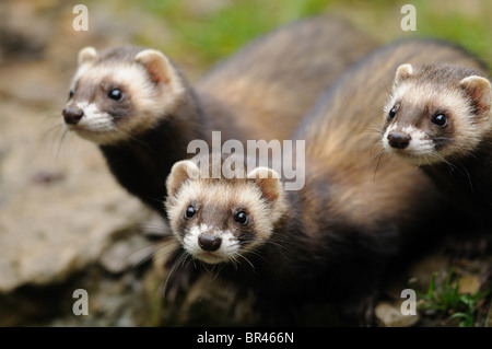 Tre puzzola europea (Mustela putorius) Foto Stock