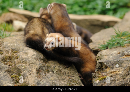 Tre puzzola europea (Mustela putorius) nella bocchetta a lancia Foto Stock