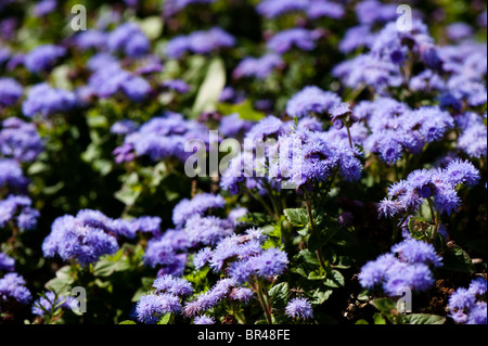 Ageratum 'Blue' Fiore di filo interdentale Foto Stock