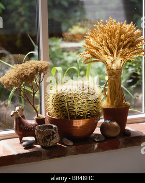 Close-up di cactus in pentole da cucina davanzale con vaso di grano essiccato Foto Stock