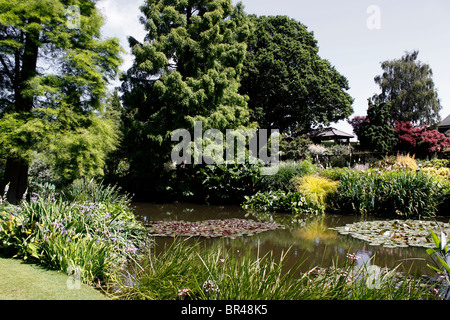 I laghetti ornamentali e laghi entro il Beth CHATTO GARDEN. ESSEX REGNO UNITO. Foto Stock