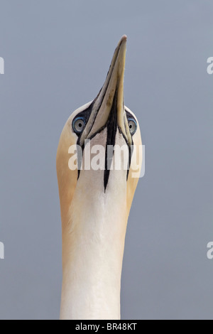 Northern Gannet corteggiamento - collo stretching Foto Stock