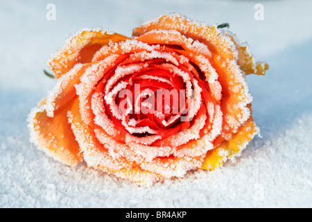 Congelati rosa (Rosa cultivar), brina coperto sbocciare nella neve Foto Stock