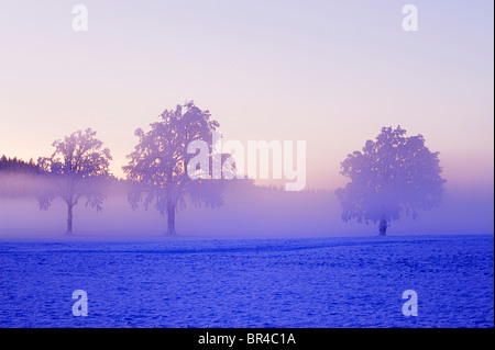 Paesaggio invernale avvolta nella nebbia, Horben, Argovia, Svizzera, Europa Foto Stock