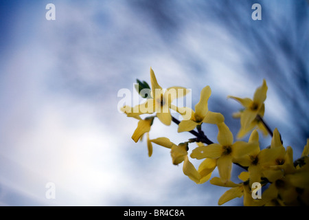 Il giallo dei fiori di forsitia contro un cielo blu. Foto Stock