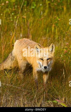 Una volpe rossa selvaggia Foto Stock