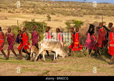 Masai uomini facendo danza di benvenuto con il pascolo di bestiame in primo piano, il Masai Mara, Kenya, Africa Foto Stock
