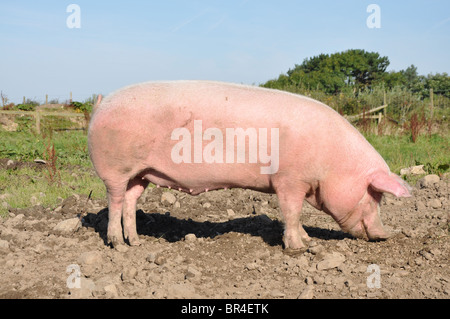 Rosa unico suino nel campo fangoso Foto Stock