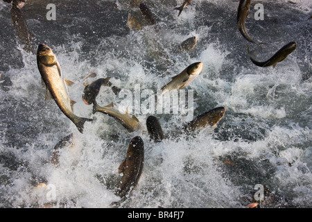 Pesce jumping, area del Lago di Qiandao (migliaia di isola lago), Jiande, nella provincia di Zhejiang, Cina Foto Stock