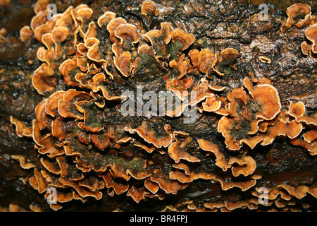 Hairy Stereum a.k.a. Pelosi crosta a tendina Stereum hirsutum prese a Dibbinsdale LNR, Wirral, Regno Unito Foto Stock