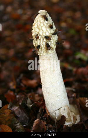 Stinkhorn comune Phallus impudicus con mosche prese a Dibbinsdale LNR, Wirral, Regno Unito Foto Stock