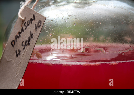 Close up di un demijohn contenenti vino fatto in casa Foto Stock