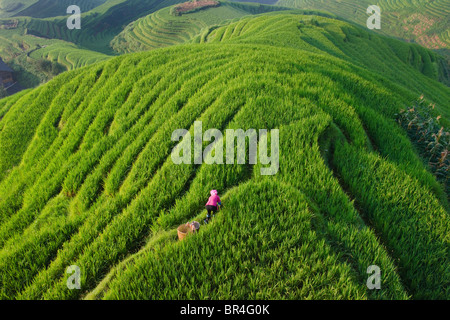 Zhuang ragazza con terrazze di riso in montagna, Longsheng, provincia di Guangxi, Cina Foto Stock