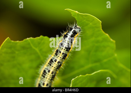 Caterpillar da una grande farfalla bianca, Sarcococca brassicae, su una foglia i Nasturzi Foto Stock