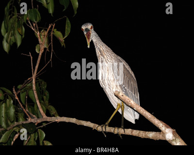 I capretti giallo coronata Nitticora (Nyctanassa violacea) Foto Stock