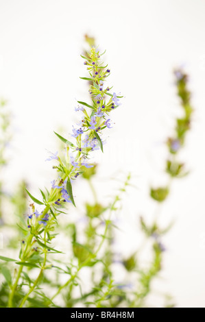 Issopo Hyssopus officinalis 'blu' Foto Stock