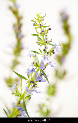 Issopo Hyssopus officinalis 'blu' Foto Stock