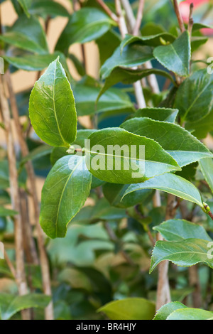 La Camellia sinensis impianto Foto Stock