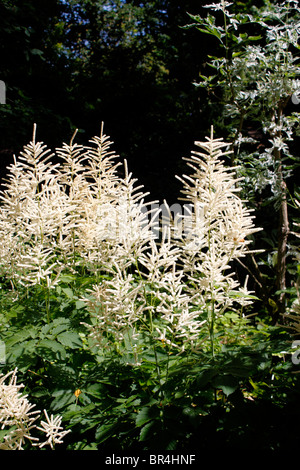 ARUNCUS DIOICUS. Caprini barba arbusto. Foto Stock