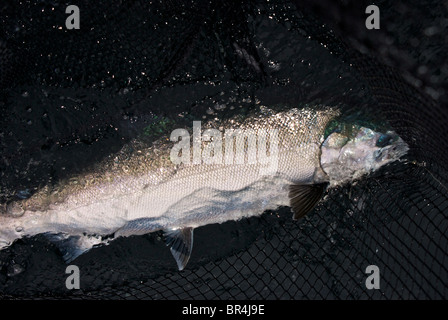 Live di grandi dimensioni sport selvatici catturati troll argentea brillante coho salmon nel pesce landing net prima di rilasciare Pacific west coast Ucluelet BC Foto Stock
